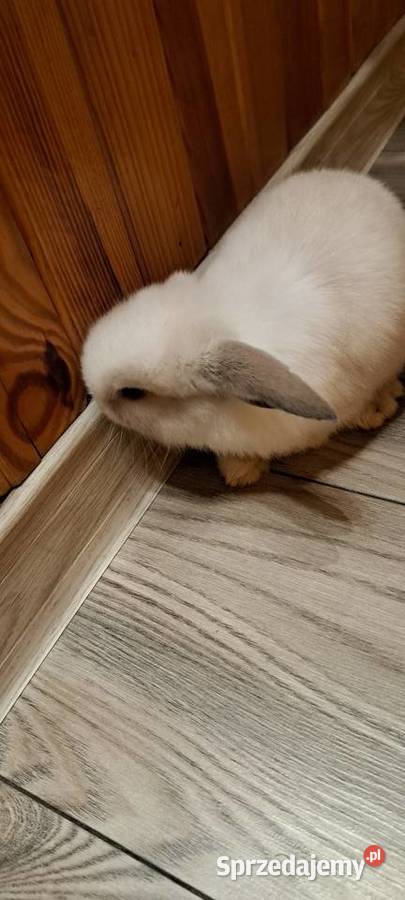 Króliczki mini lop wielkopolskie Miejska Górka