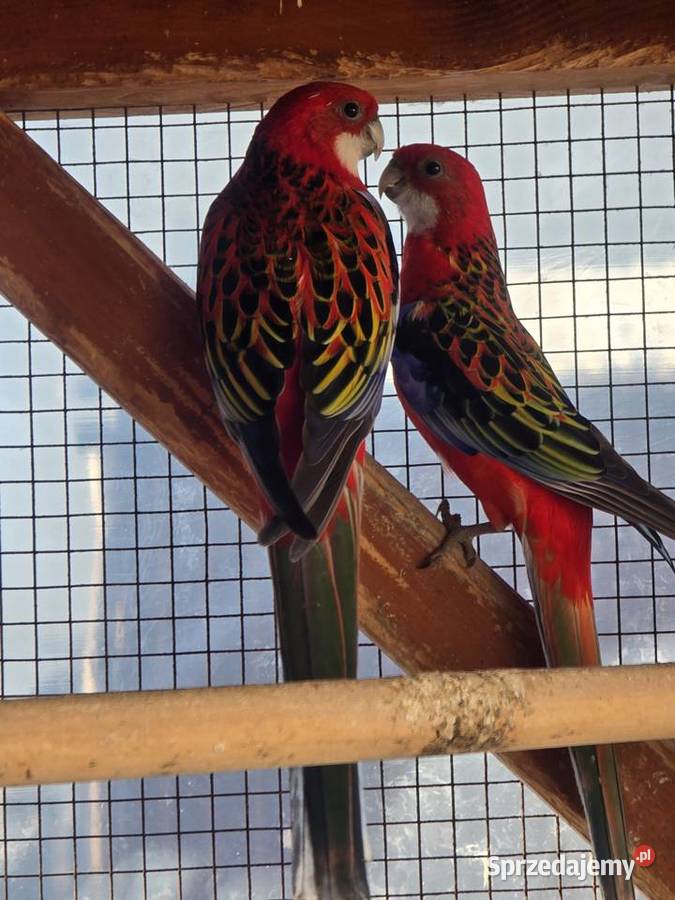 Sprzedam Rozelle białolica śląskie