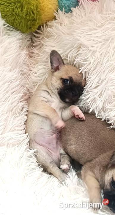 CHIHUAHUA śląskie Dąbrowa Górnicza