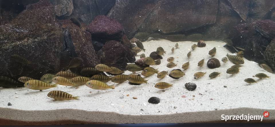 Tropheus sp Crescentic Mkuyu Baligród