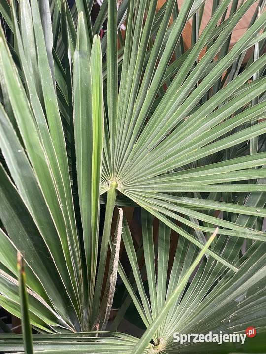 Trachycarpus fortunei 120 Roślina Liściaste zachodniopomorskie Szczecin