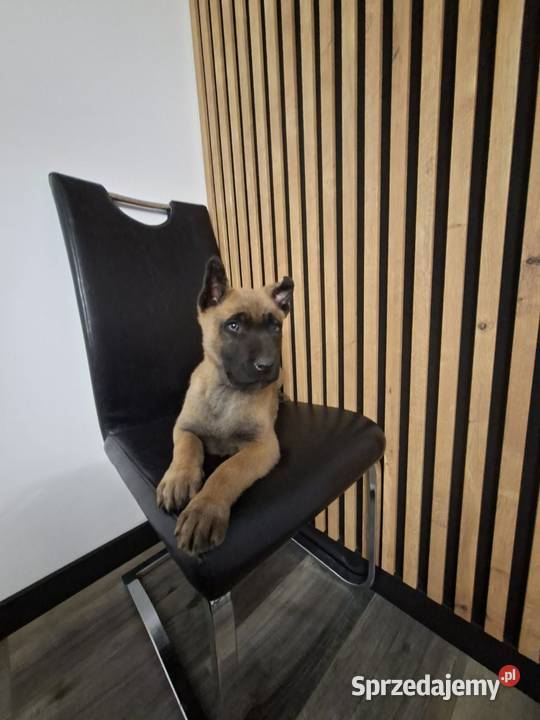 Owczarek Belgijski Malinois Szczeniaki Częstochowa