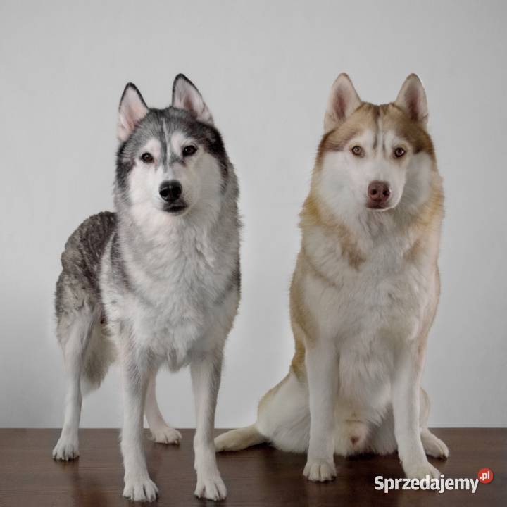 szczenięta Husky utytułowanych rodziców Gdańsk