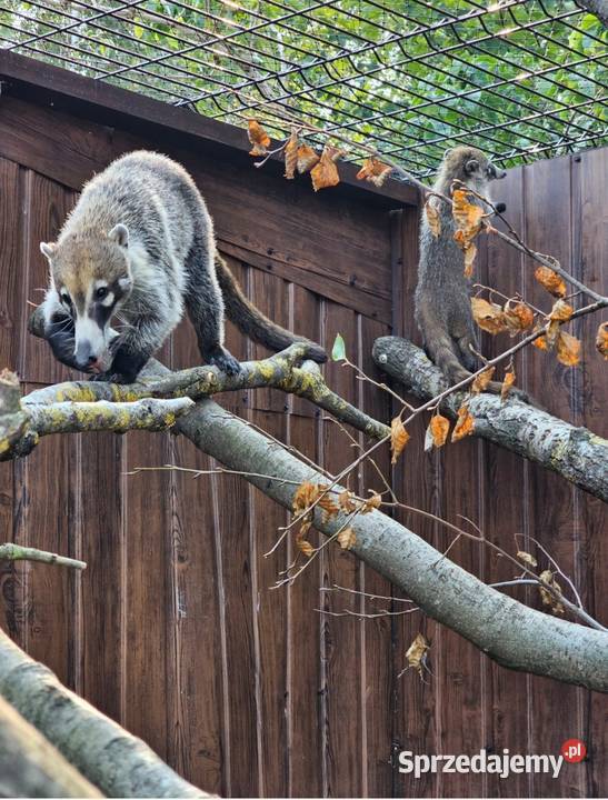 Ostronos białonosy Zwierzęta Siedlce