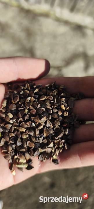 Gryka tatarka przewiana w workach Ostałówek