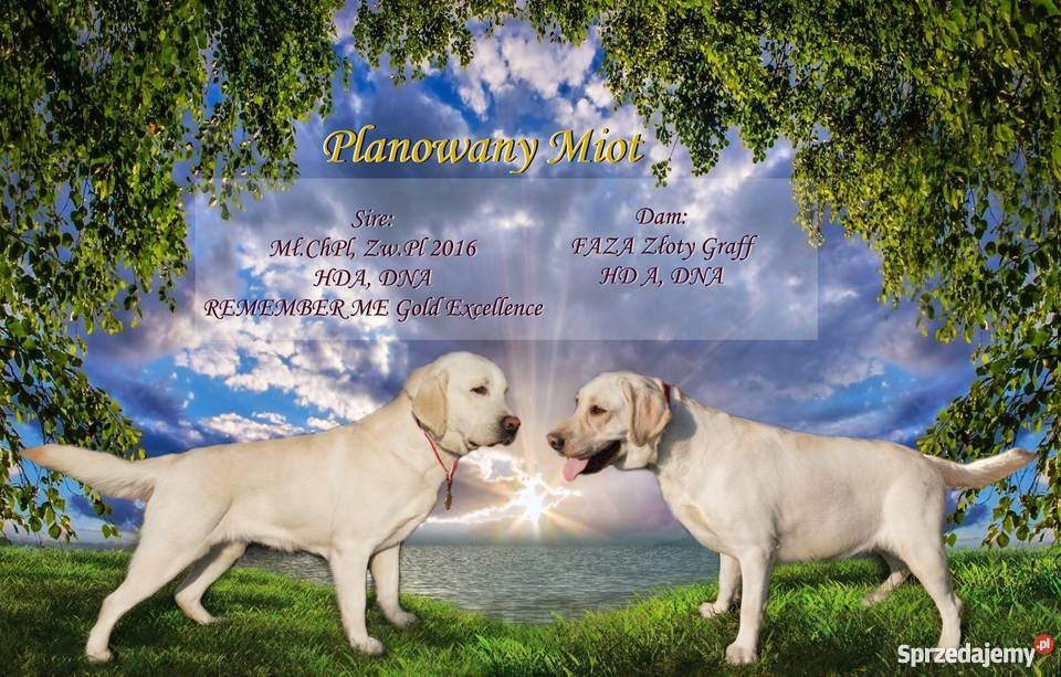 Labradory szczenięta CHrodowód Związku sprzedam