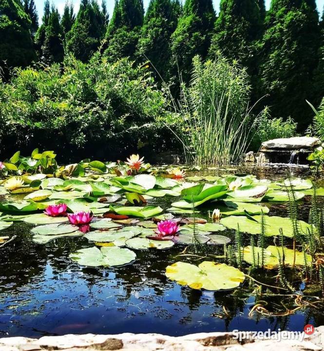 Rośliny wodne do oczek i stawu karasie kolorowe Rakszawa sprzedam