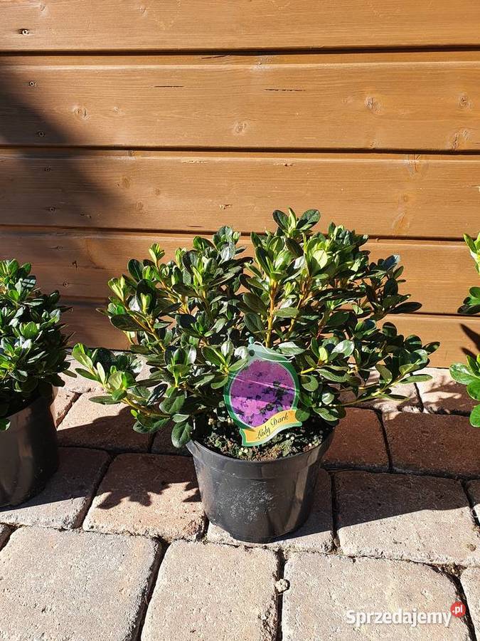 azalia japońska krzewy ozdobne rododendron Simoradz