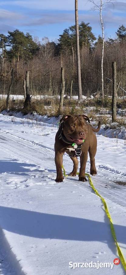 Krycie reproduktor rasy American Bully Standard Mielec