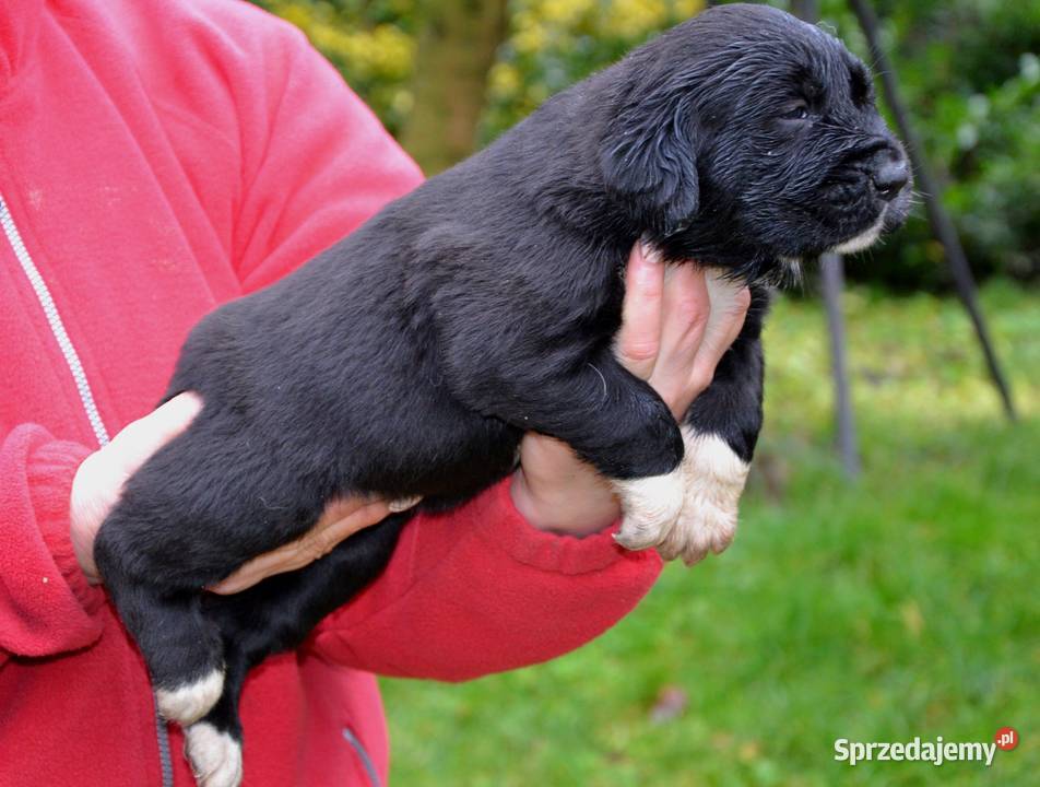 Owczarek środkowoazjatycki FCI Świdwin