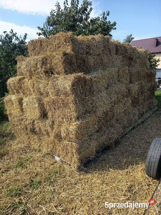 Słoma pszenna mała kostka Karczew