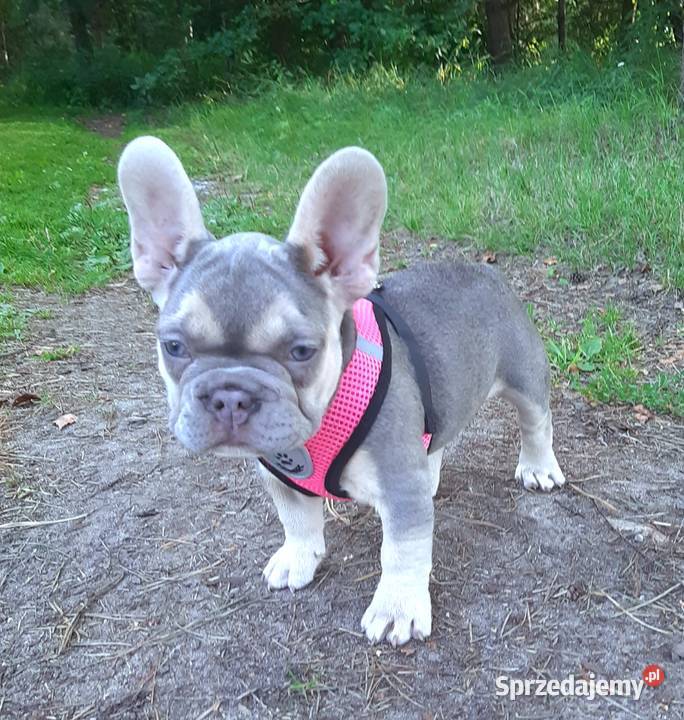 Buldog francuski liliowa suczka Pabianice sprzedam