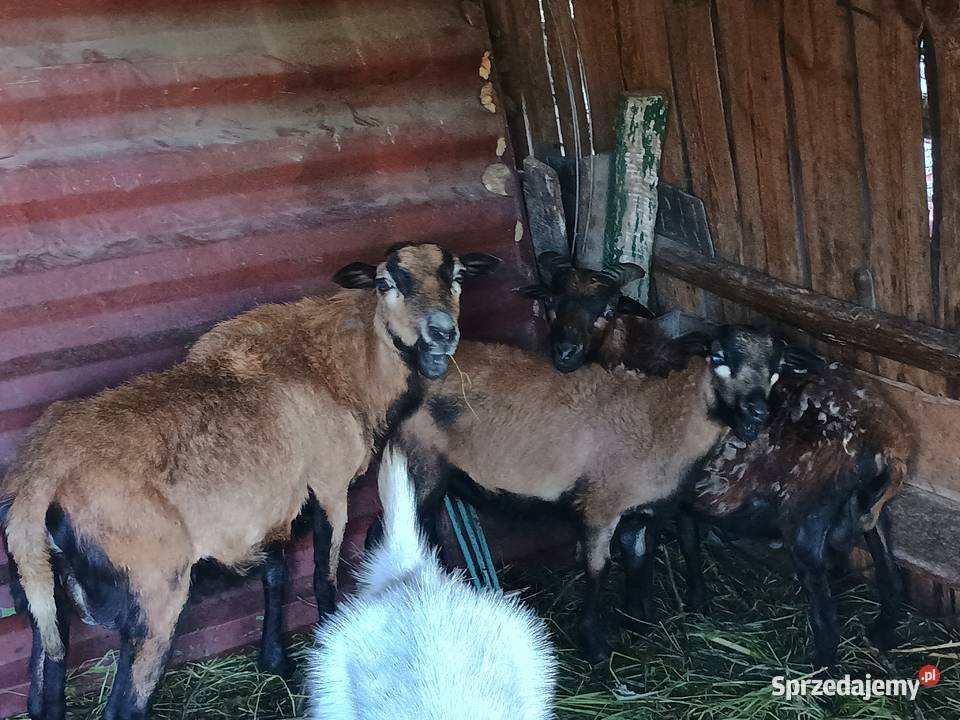 Sprzedam może mleczna z młodą kuzka Osiek