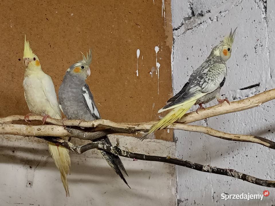 Zamienię papugi nimfy Śmigiel