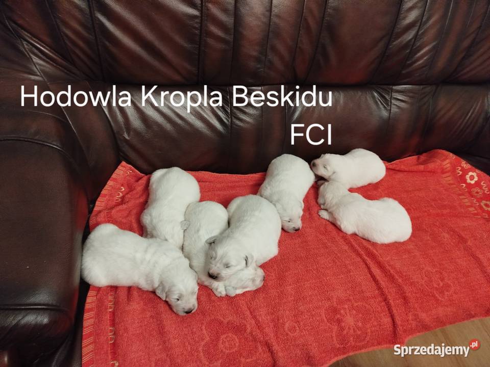 Szczeniaki Polski Owczarek Podhalański