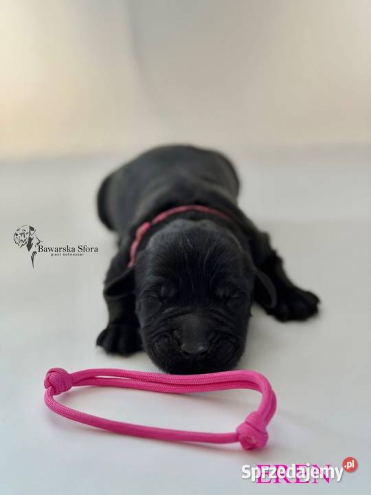 Sznaucer olbrzym Czarny