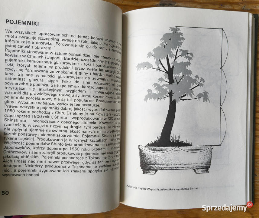 Bonsai rośliny w domu Płochocki twarda śląskie Sosnowiec sprzedam