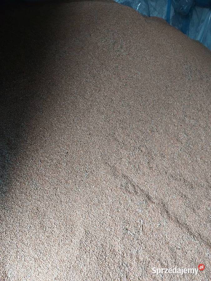 Pszenica ozima Stara Błotnica