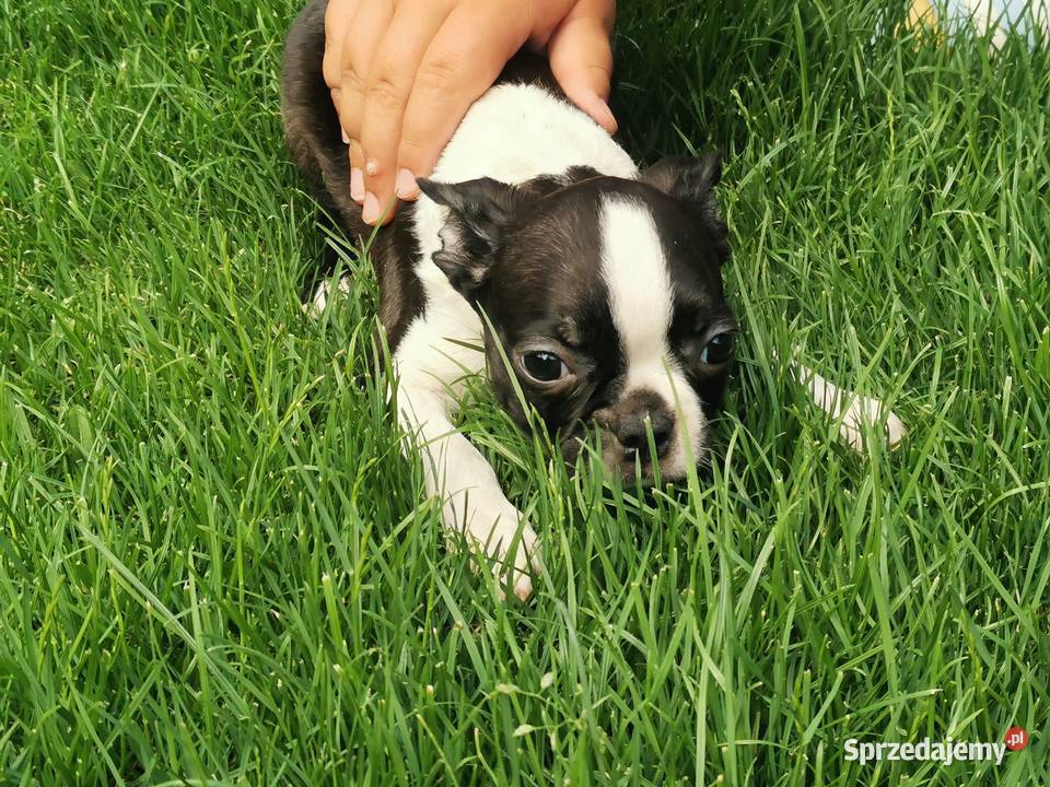 Pies Suczka Boston Terrier Szczeniak 2 Grodzisk Wielkopolski