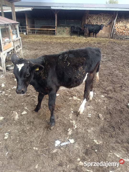 mam do sprzedania byczka ma 5 miejscy więcej Brygidów