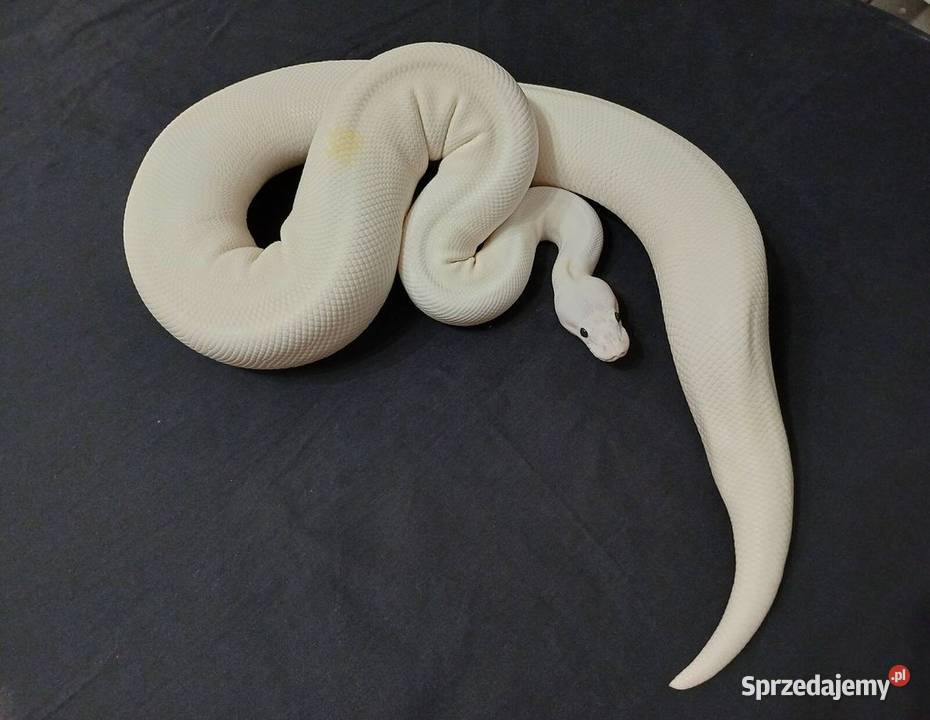 Python króleski Super Fajer mazowieckie