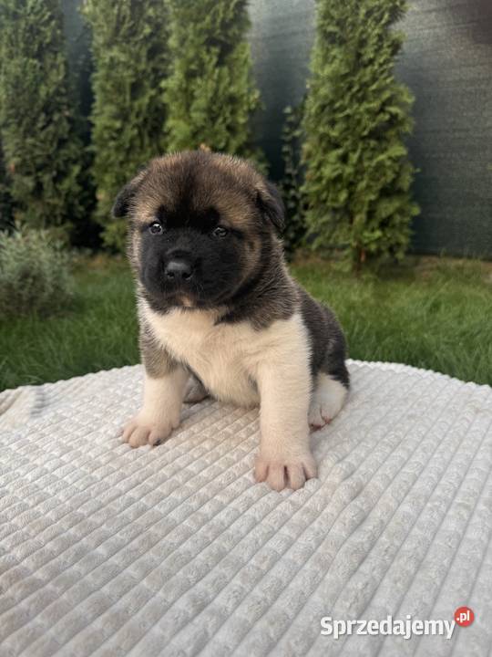 Szczenięta rasy American Akita