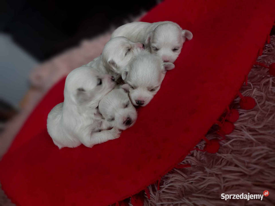 malutkie Maltańczyki rezerwacja Dębica