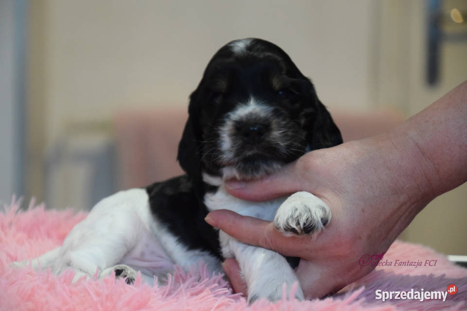 Cocker Spaniel Angielski Burbon Nowy Sącz