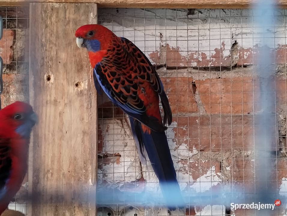 Rozella królewska samiec Lubiechowo