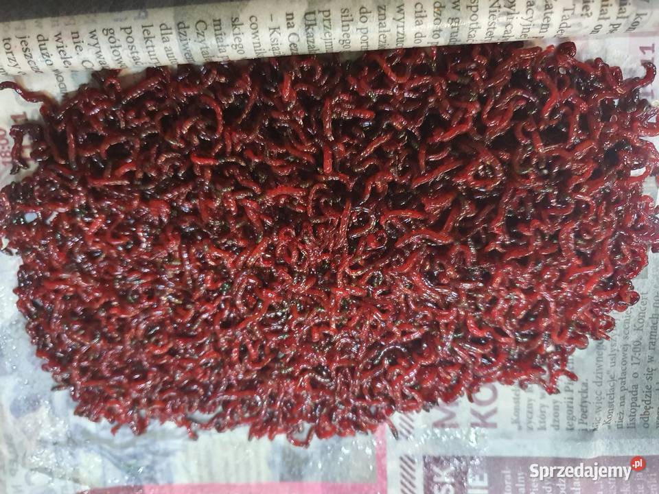 W SPRZEDAŻY ŚWIEŻUTKA OCHOTKA WĘDKARSKI W ŁĘGU Łęg Tarnowski