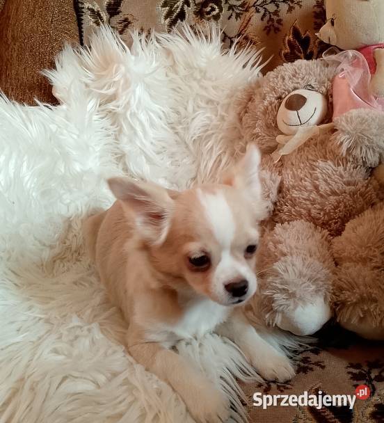 Chihuahua chłopiec długowłosy Szczucin