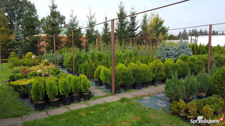 Tuja Smaragd Szmaragd 120 PROMOCJA gruba gęsta Rośliny łódzkie Rydzyny sprzedam