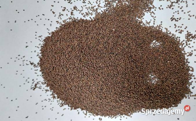 Sprzedam nasiona komonicy Łańcut