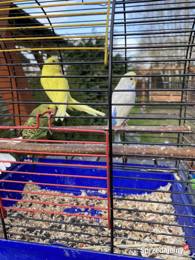 Sprzedam papugi faliste i zeberki Ptaki lubelskie