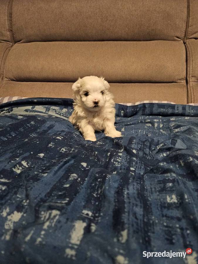 Suczka samiec rasy maltańczyk ur 25112025 gotowe Bielsko-Biała sprzedam