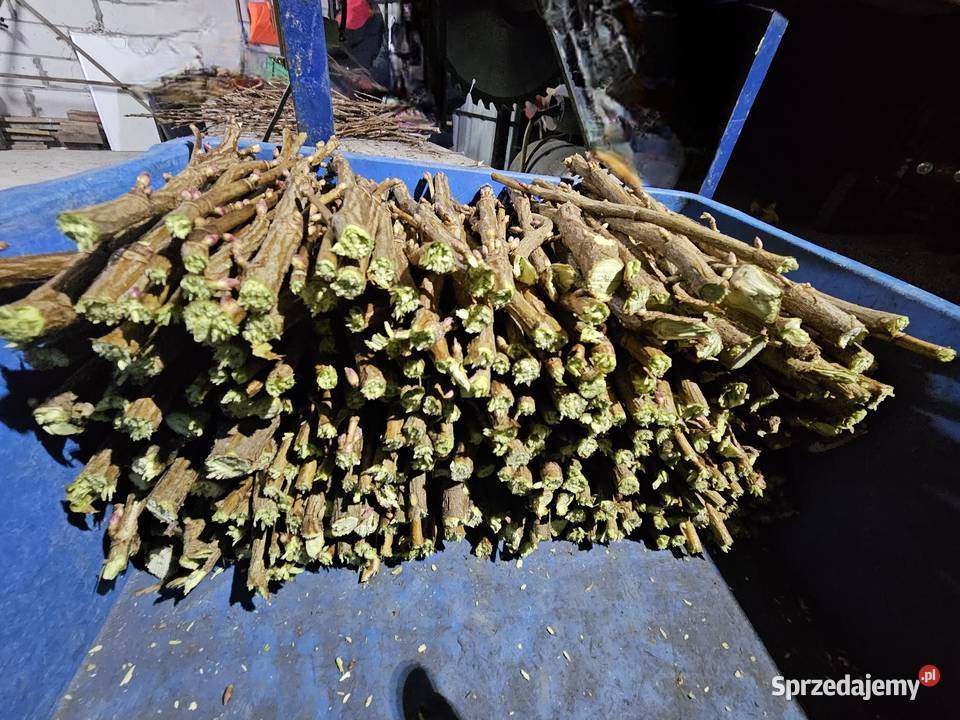 Sztobry patyki czarnej porzeczki Rolnictwo Siedlce sprzedam