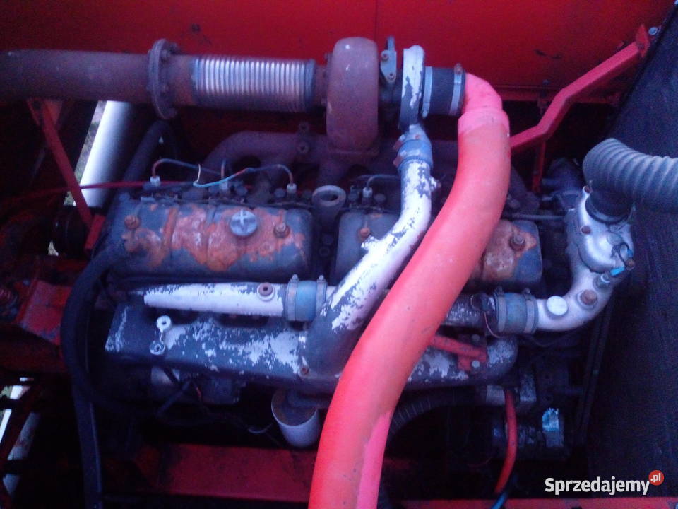 Bizon bs kujawsko-pomorskie Wąbrzeźno