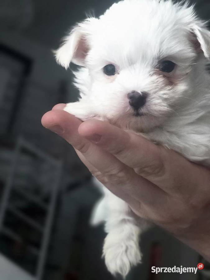 Maltańczyk szczeniak chłopiec Warszawa