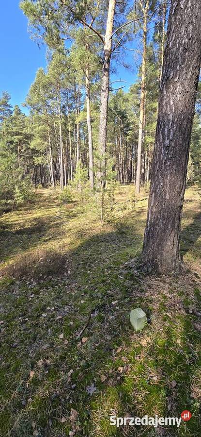 Sprzedam las mieszany 5zł/m2 Nieruchomości pomorskie Huta