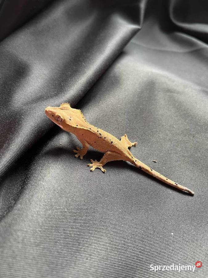 Gekon orzęsiony ciliatus crested gecko Rybnik