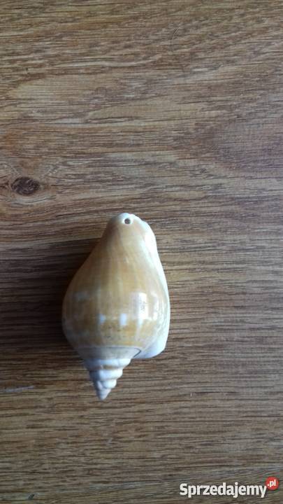 Muszla wisiorek Iława