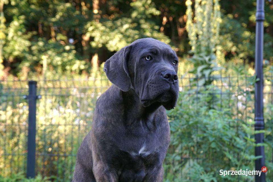 Szczeniaki Cane Corso ZKwP FCI Gończyce sprzedam