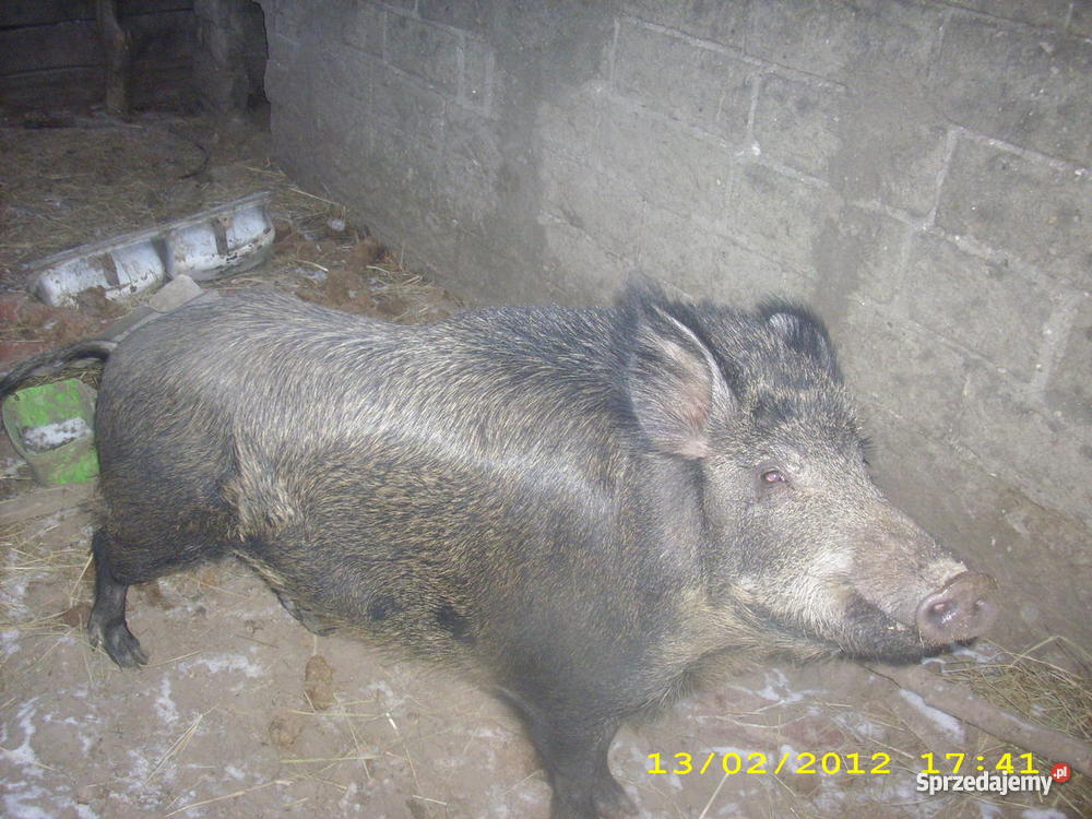 Locha Świniodzika Dąbrowa Rusiecka sprzedam