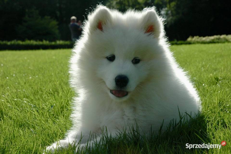 Sprzedam samoyeda szczenię kujawsko-pomorskie Osielsko sprzedam