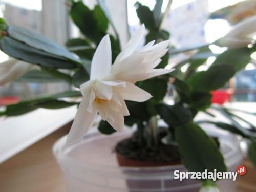 Kaktus wielkanocny BIAŁY i CZERWONY Łódź