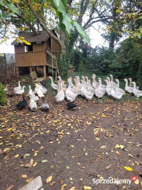 Gęsi Chołmogory Zielona Góra