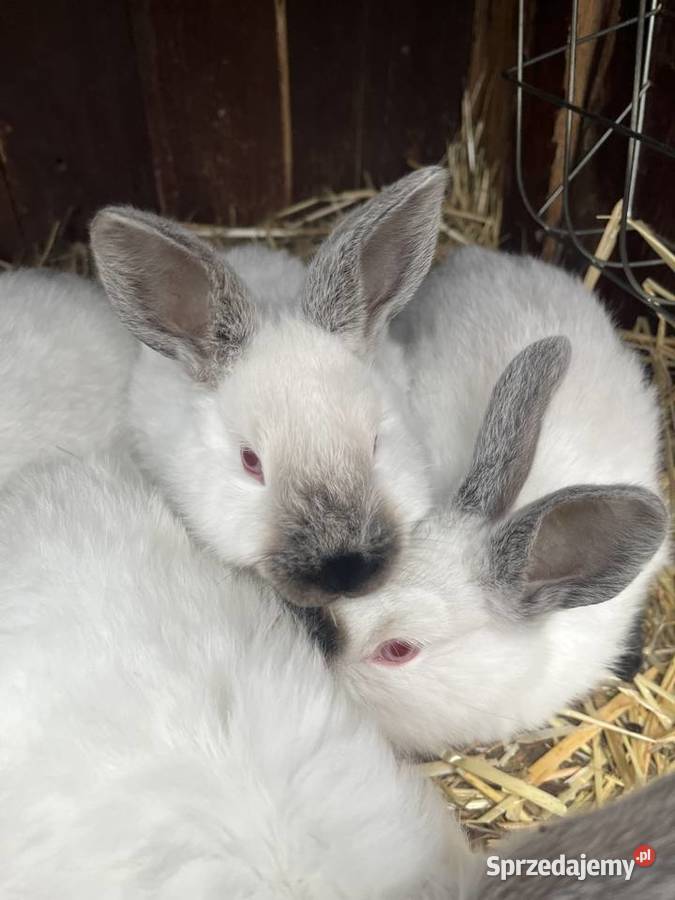 Kalifornie młode Sławin sprzedam