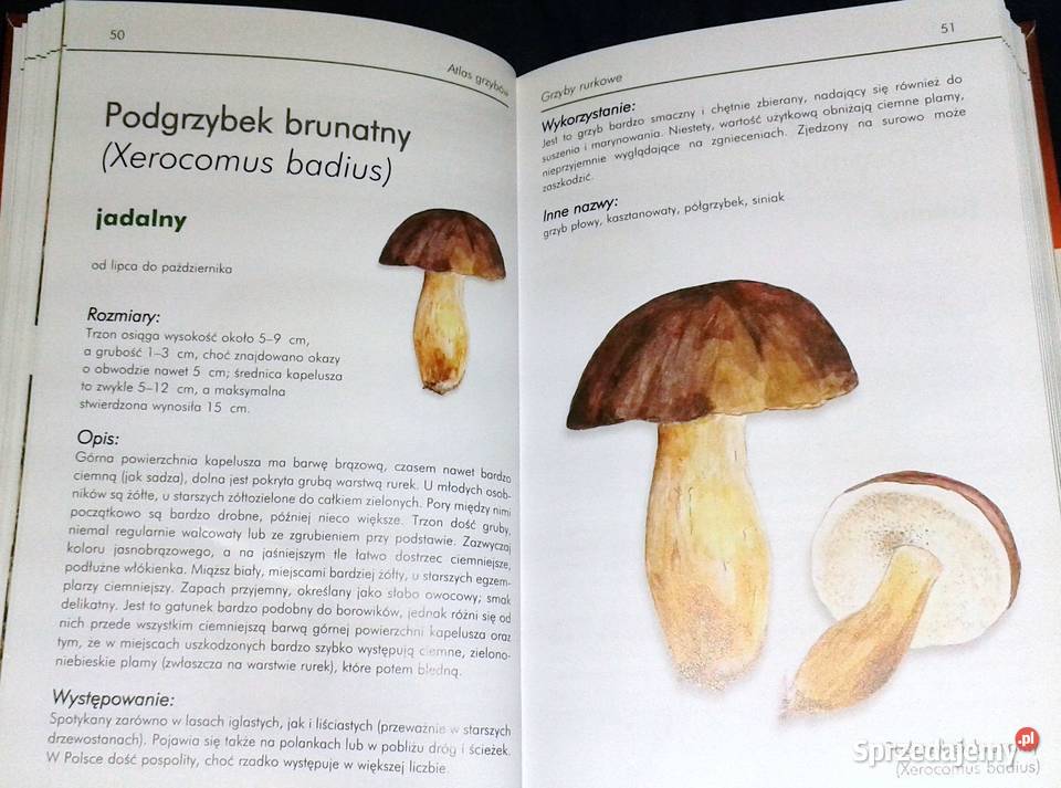 Ilustrowany atlas grzybów Emilia Grzędzicka lubelskie Chełm