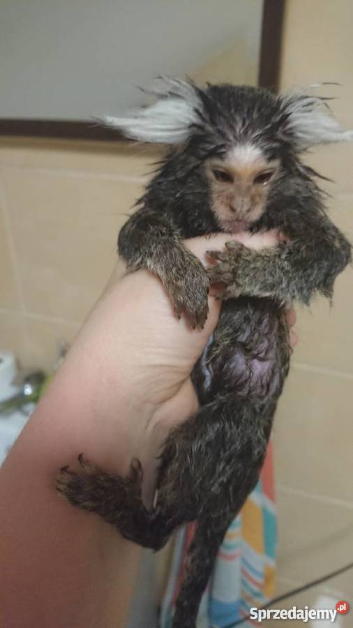 Małpka marmozeta białoucha Grajewo