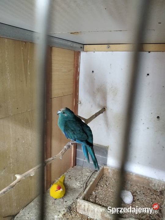 Modrolotki sprzedam papugi śląskie Świerklany
